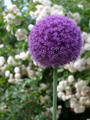 Allium Giganteum